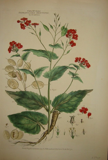 Miller John (1715-1790) Tetradinamia Siliculosa. Lunaria 1773 Londra 